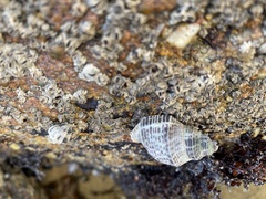Ocenebrinae