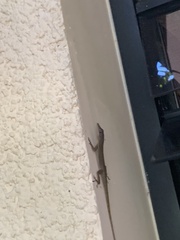 Anolis chlorocyanus