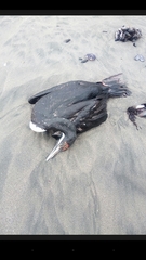 Leucocarbo bougainvillii