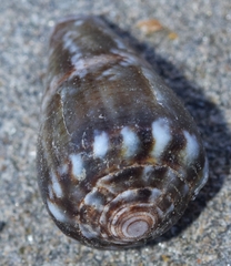 Conus ventricosus