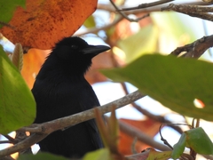 Corvus sinaloae