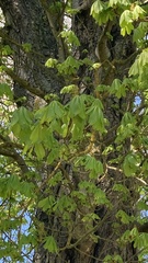 Aesculus hippocastanum