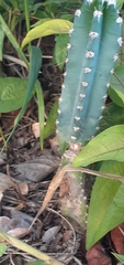 Cereus jamacaru