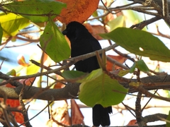 Corvus sinaloae