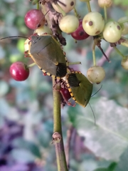 Chinavia erythrocnemis