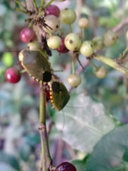 Chinavia erythrocnemis