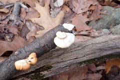 Neofavolus americanus