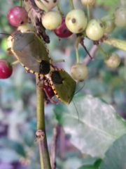 Chinavia erythrocnemis