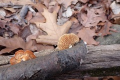 Neofavolus americanus