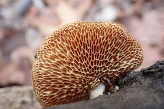 Neofavolus americanus