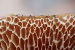 Neofavolus americanus