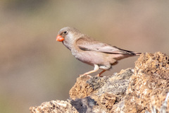 Bucanetes githagineus