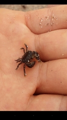 Pilumnoides perlatus