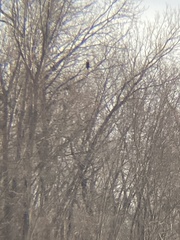 Haliaeetus leucocephalus