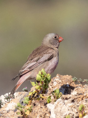 Bucanetes githagineus