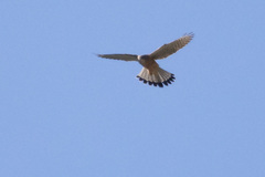 Falco tinnunculus canariensis