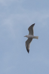 Larus michahellis atlantis