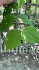 Philadelphus coronarius