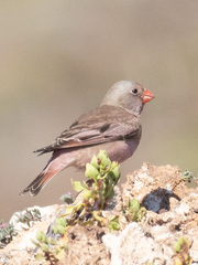 Bucanetes githagineus