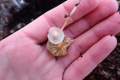 Mycena overholtsii