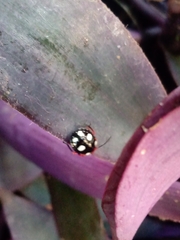 Chinavia erythrocnemis