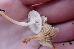 Mycena overholtsii