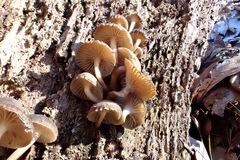 Mycena overholtsii