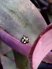 Chinavia erythrocnemis