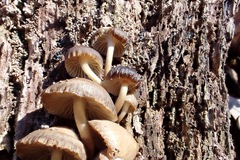 Mycena overholtsii