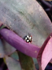 Chinavia erythrocnemis