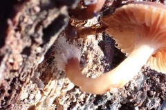 Mycena overholtsii