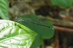 Acanthagrion lancea