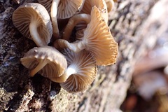 Mycena overholtsii