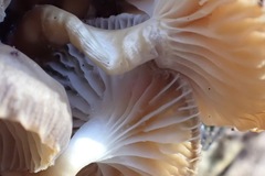 Mycena overholtsii