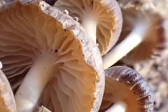 Mycena overholtsii