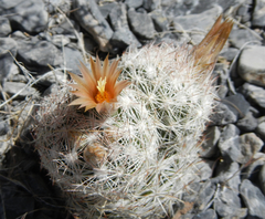 Escobaria chlorantha