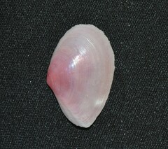 Tellinidae