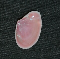 Tellinidae