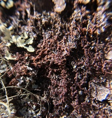 Frullania dilatata