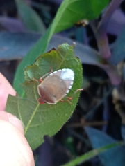 Chinavia erythrocnemis