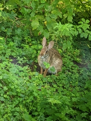 Sylvilagus aquaticus