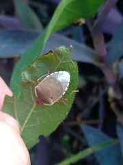 Chinavia erythrocnemis