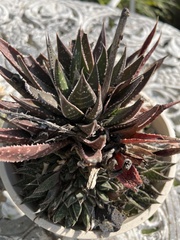 Asphodeloideae