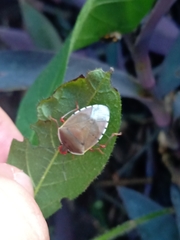 Chinavia erythrocnemis