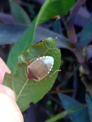 Chinavia erythrocnemis