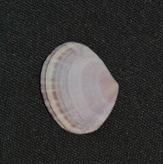 Semele purpurascens
