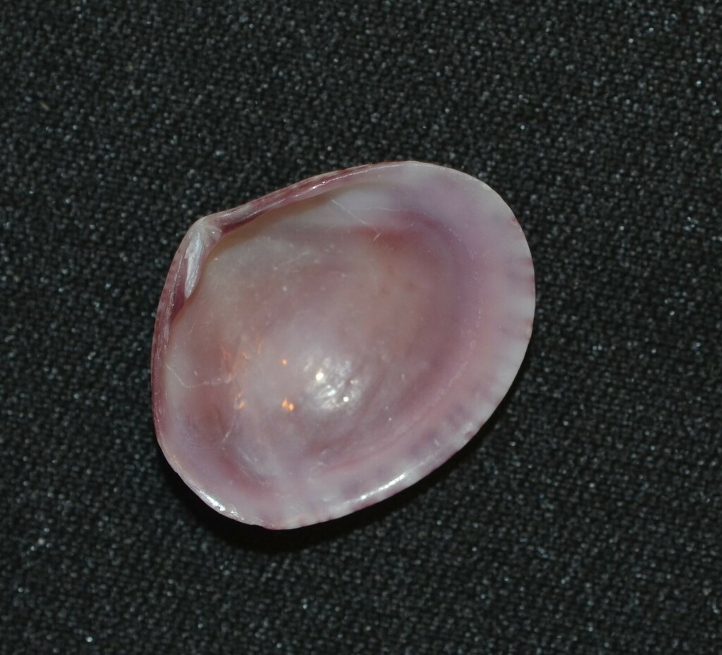 Purplish Semele