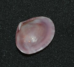 Semele purpurascens