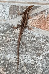 Trachylepis spilogaster