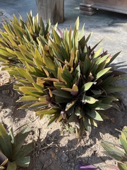 Agave univittata